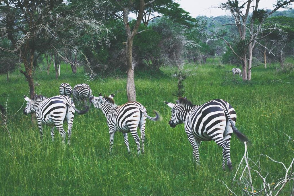 Na zebry do Lake Mburo National Parku