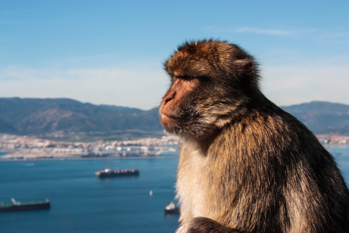 Macaques in Gibraltar