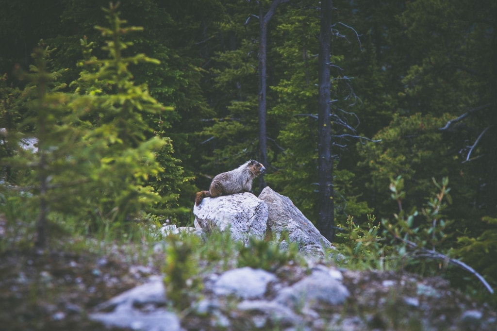 Zvířata ve Skalnatých horách v Kanadě