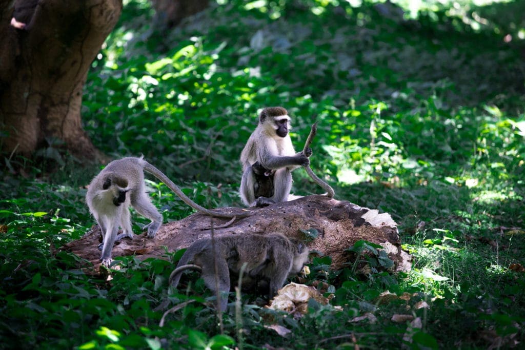 Vyhnout se opicím v Ugandě je nemožné