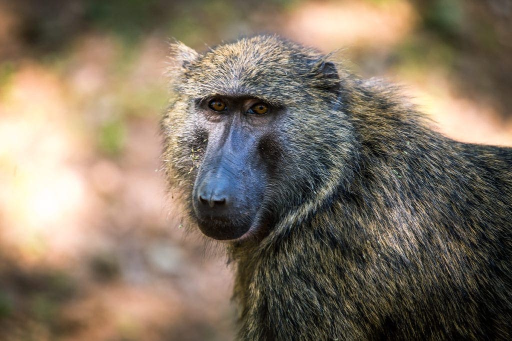 Opice, kterým místní říkají Olive Baboons, můžete vidět pouze v Ugandě