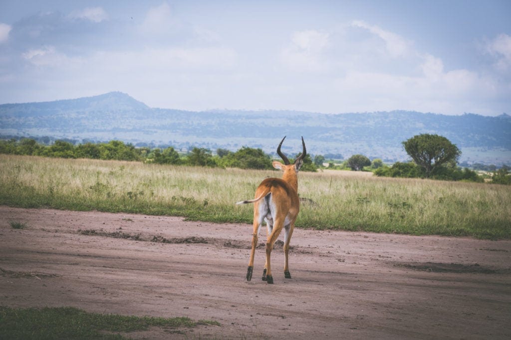 Ugandské safari nepatří k nejpopulárnějším, ale stojí za to