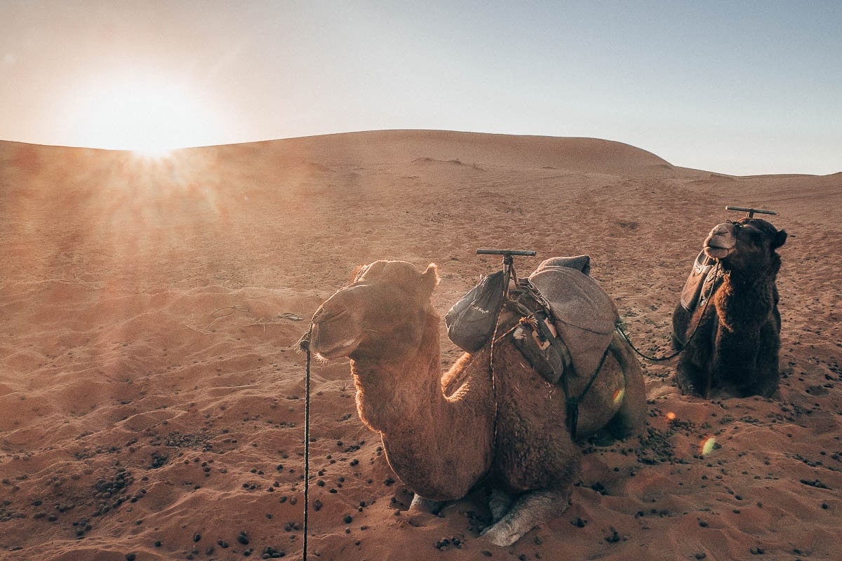 Our camels in Morocco