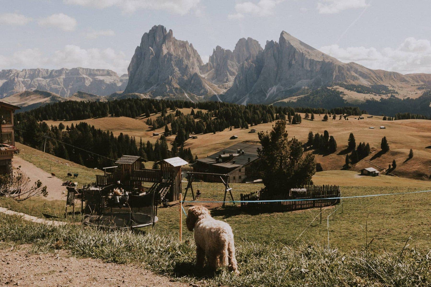 The most beautiful meadow in South Tyrol: the Seiser Alm (Alpe di Siusi). The photo shows a cockapoo dog and behind him the beautiful peaks of the Tyrolean Alps.