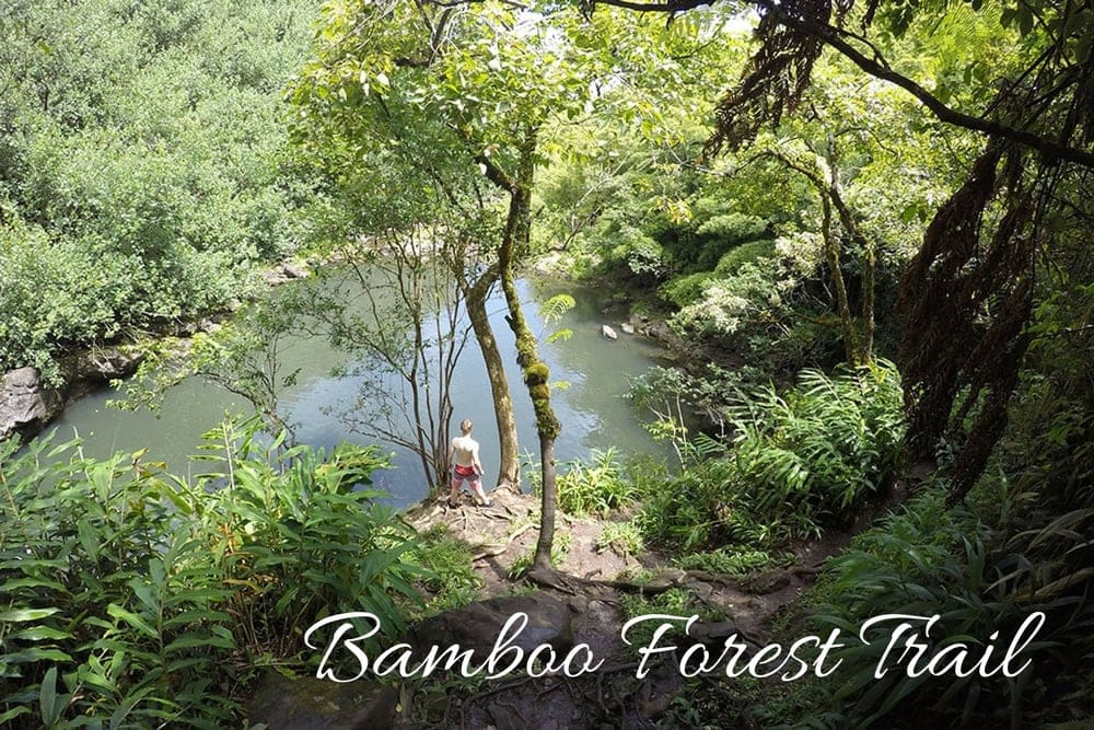 bamboo forest trail hawaii maui