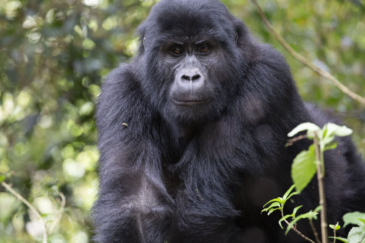Tracking mountain gorillas is an experience of a lifetime