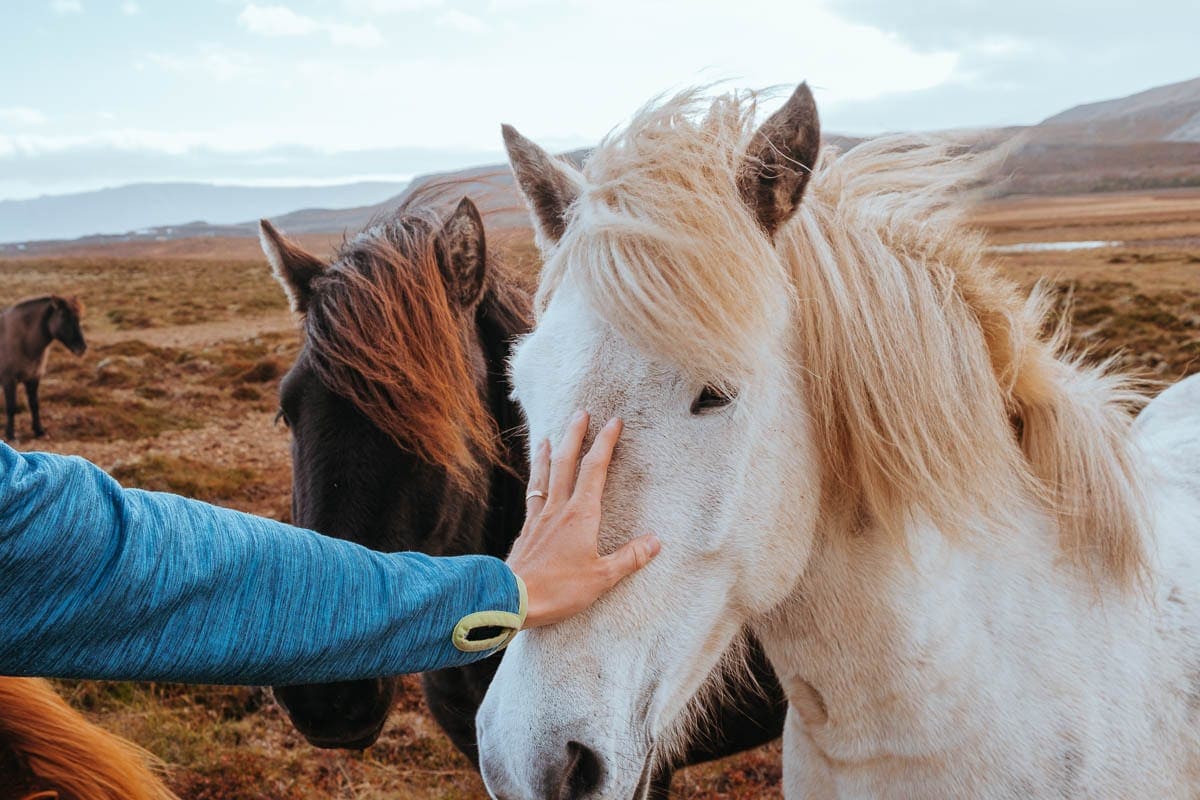 Most of all we fell in love with the horses in Iceland