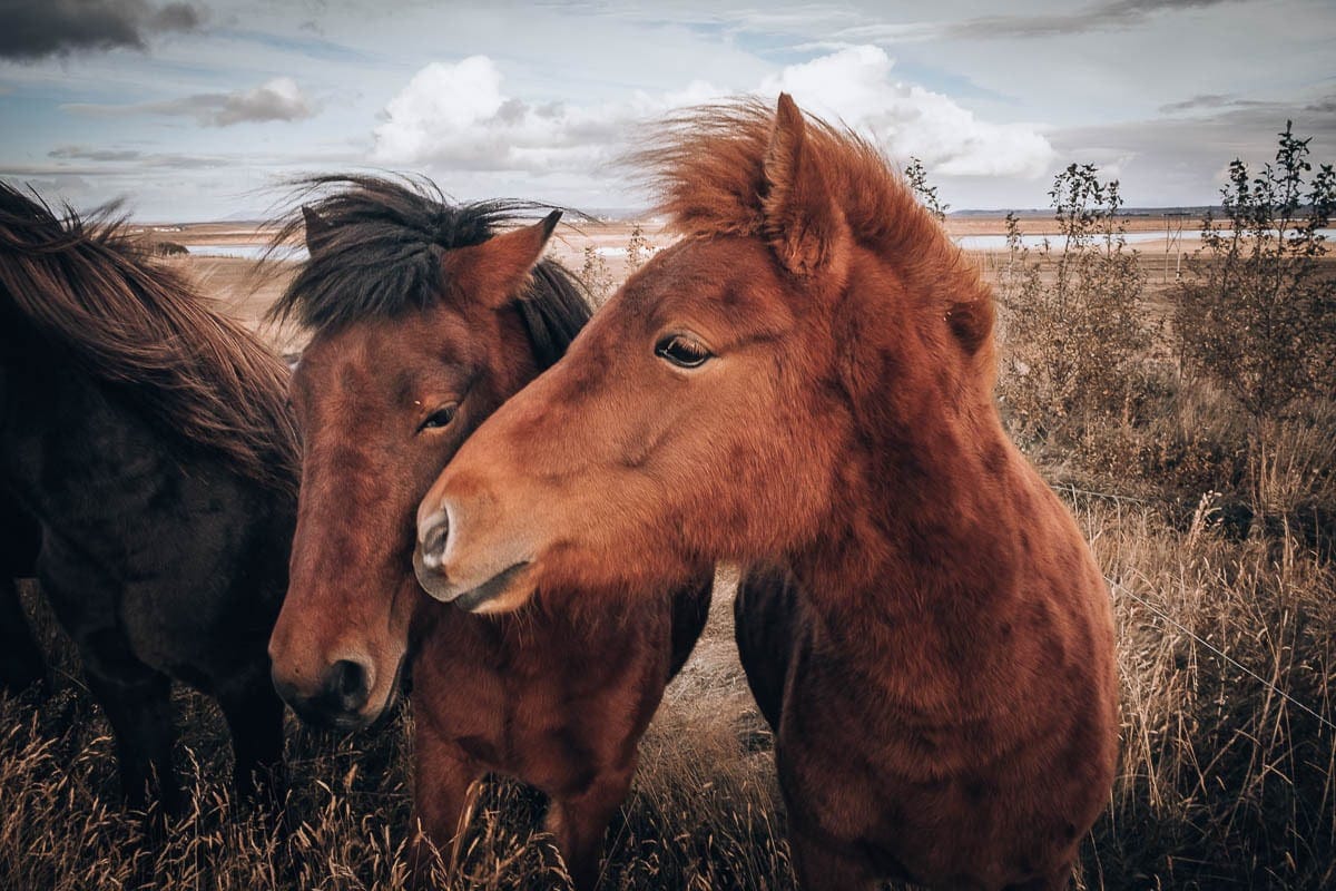 Když bychom žili na Islandu, nutně bych potřebovala koně
