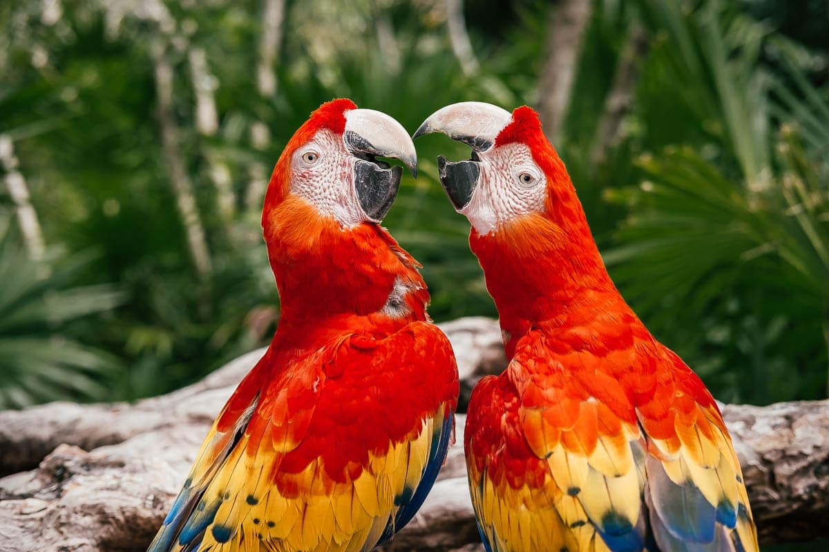 Two beautifully coloured parrots