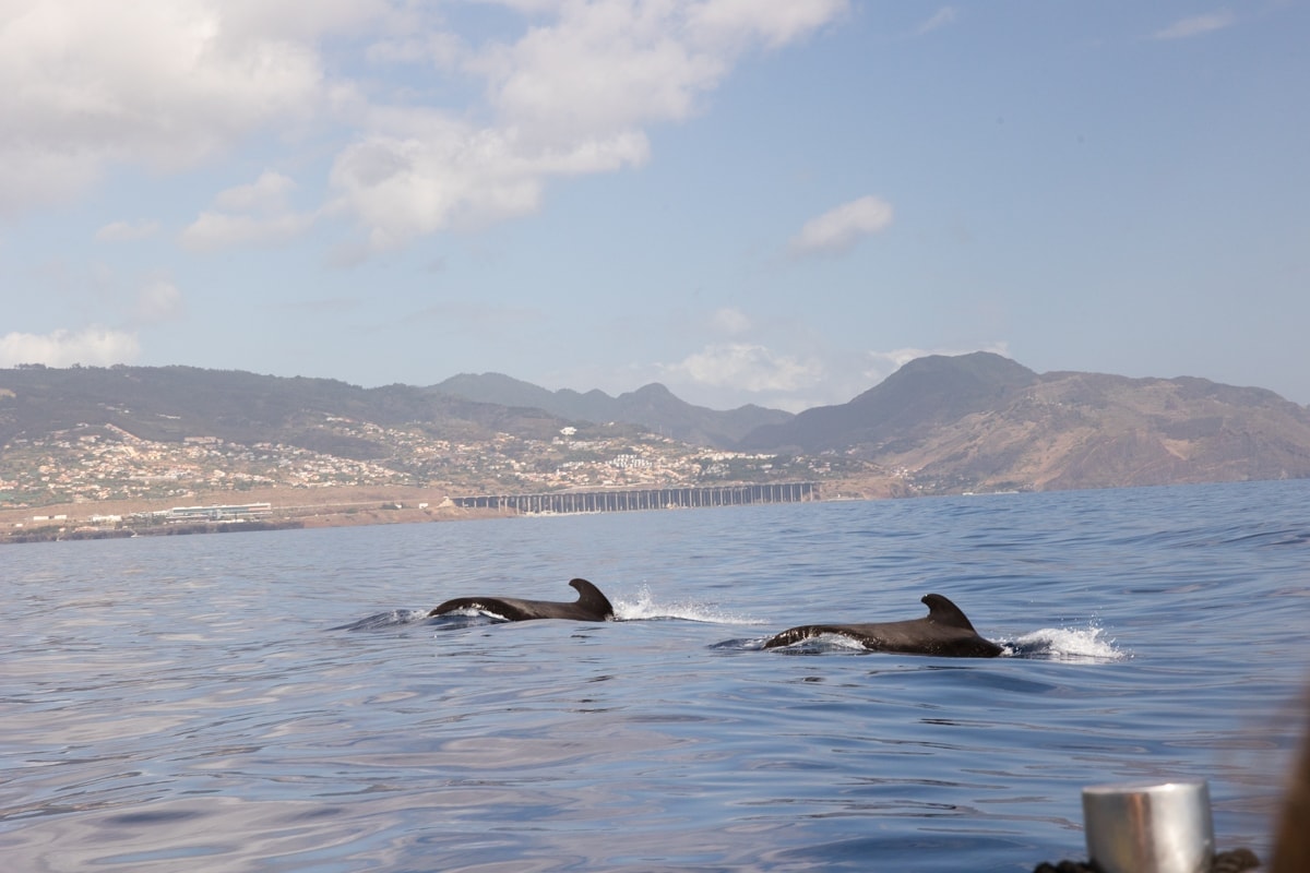 Pozorování delfínů a velryb na Madeiře.
