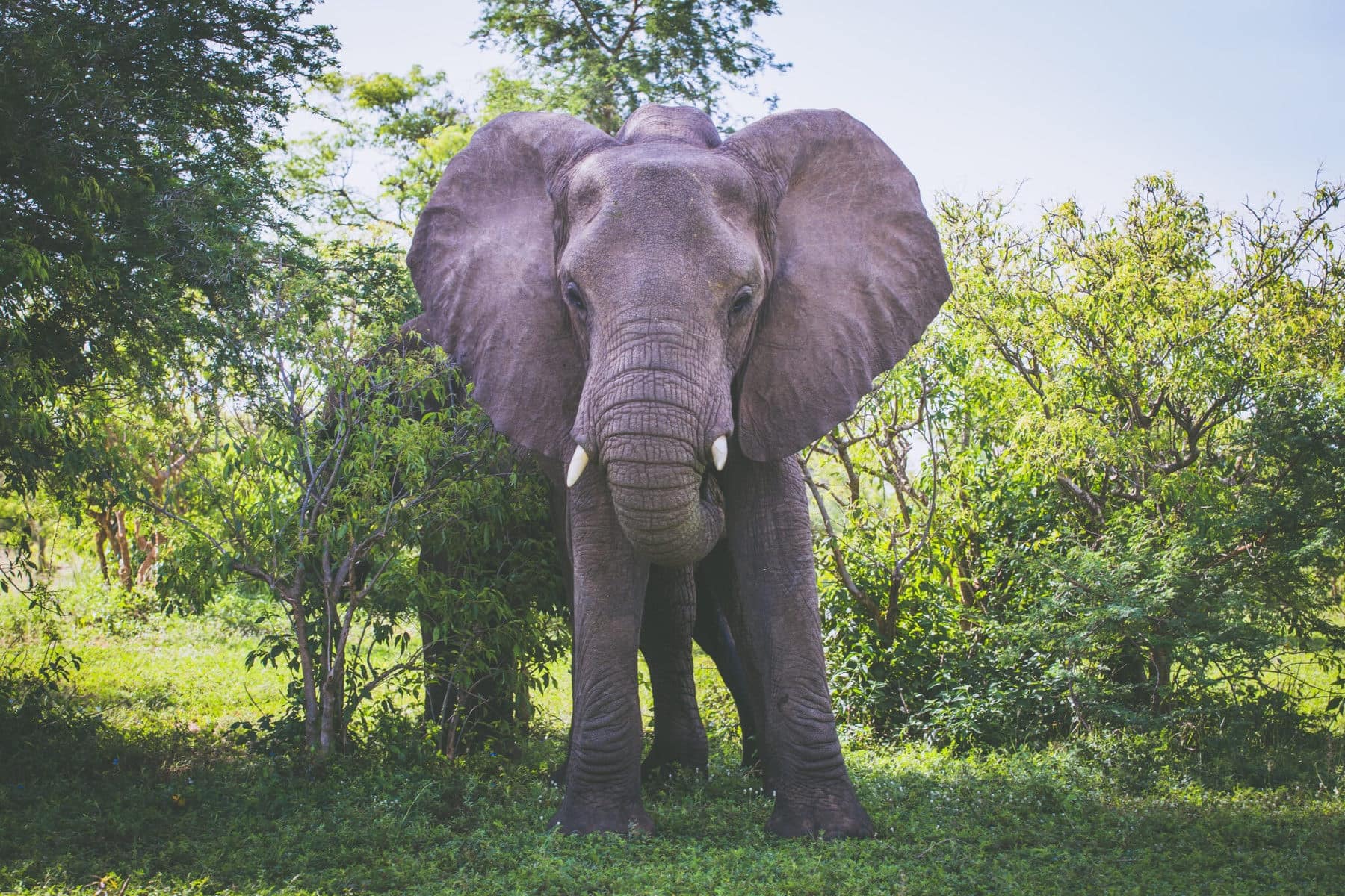 Slon africký v Murchison Falls National Park, narozdíl od slona indického je velmi nebezpečný