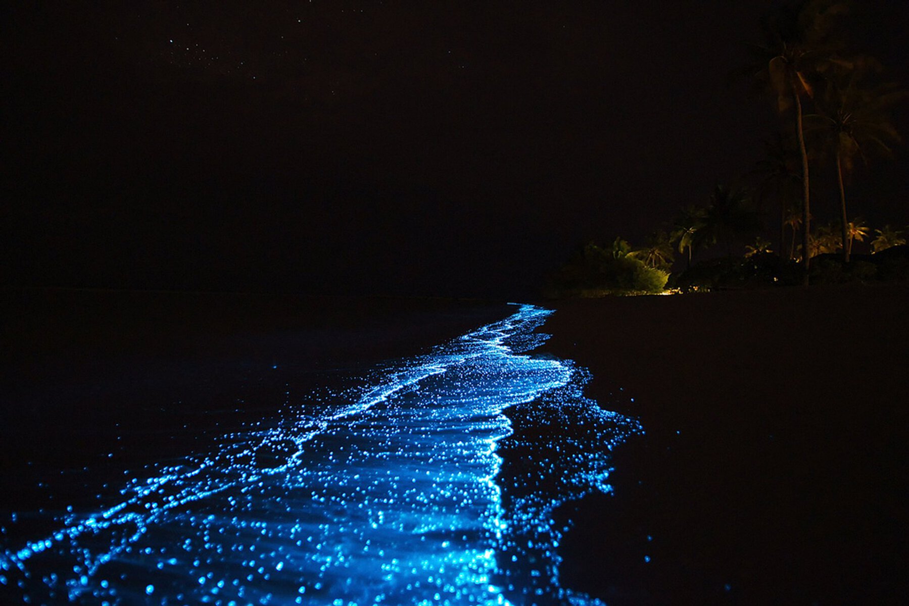 Svíticí plankton na Holboxu
