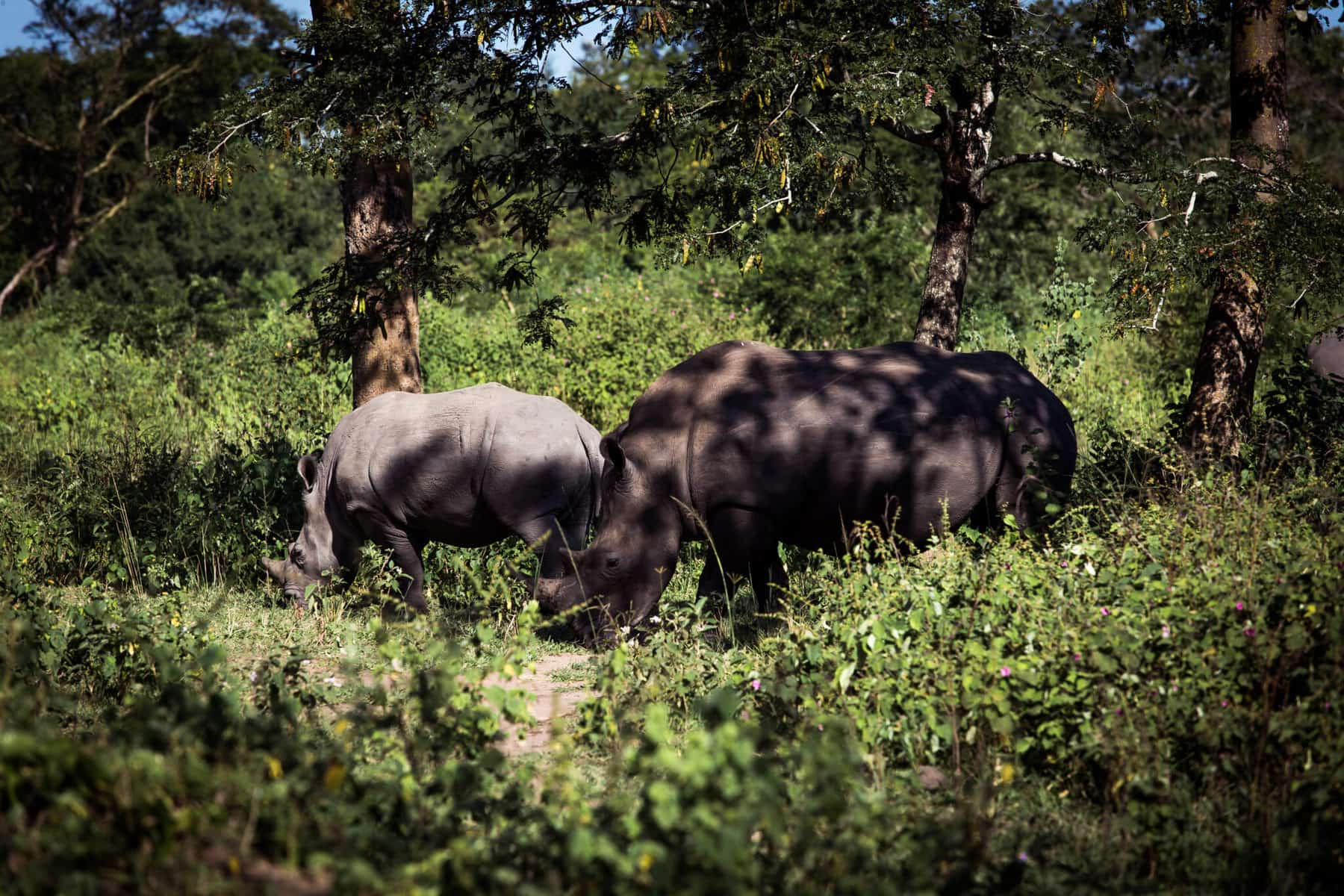 Dva nosorožci pasoucí se na čerstvé trávě v ugandské Ziwa Rhino Sanctuary